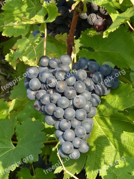 Grapes Blue Grapevine Autumn Harvest