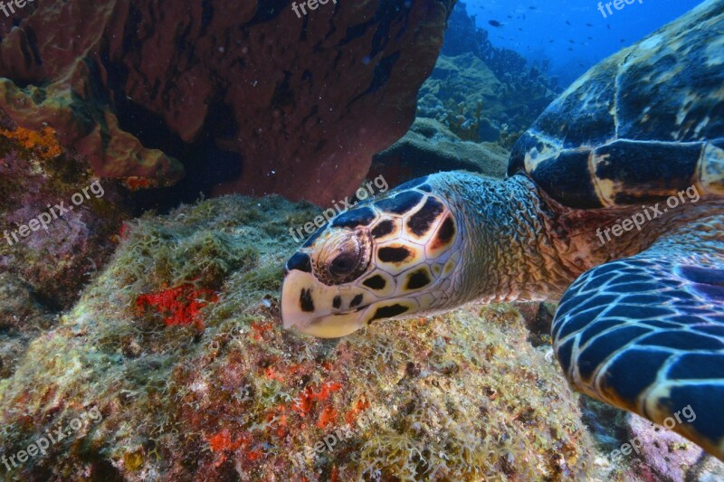 Turtle Seabed Animal Free Photos