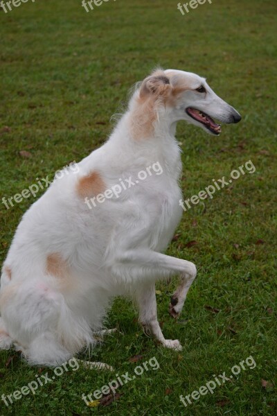 Borzoi Russian Wolfhound Breed Russian Sighthound