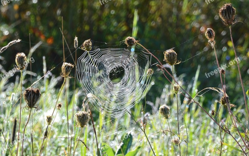 Spiderweb Early Morning Frost Free Photos