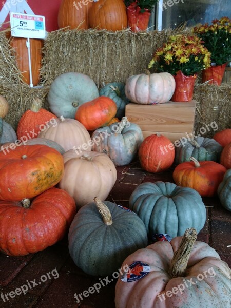 Pumpkin Patch Fall Autumn Orange Pumpkin Green Pumpkin