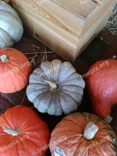 Pumpkin Patch Green Pumpkin Orange Pumpkin Oddly Shaped Pumpkin Fall