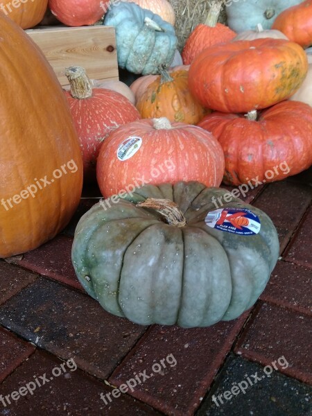 Green Pumpkin Orange Pumpkin Halloween Thanksgiving Fall