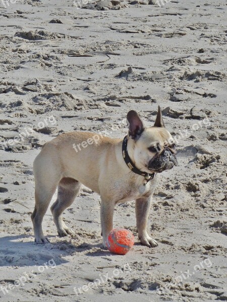 Pug Small Beige Beach Sand