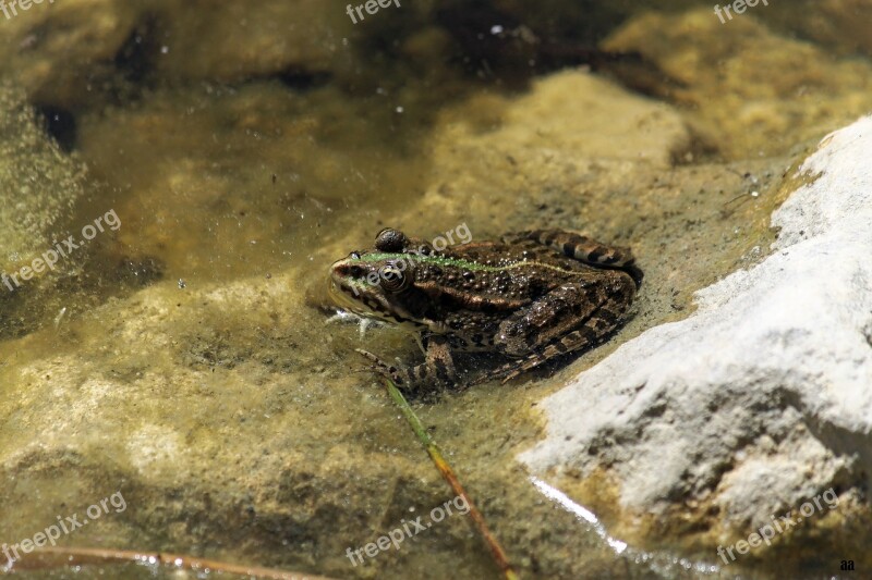 Frog Mare Gerardo Free Photos