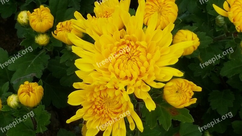 Chrysanthemum Yellow Flower Fall Flowers Free Photos