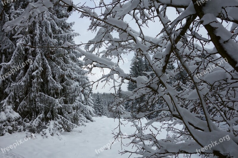 Fox Chewed Winter Snow Forest Wintry