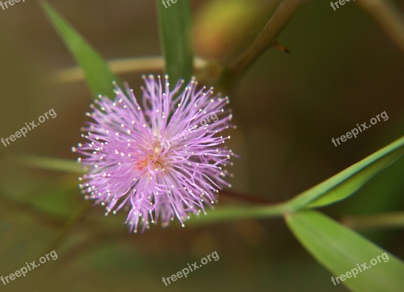 United Virgin Tiny Wings Purple Wildflowers Free Photos