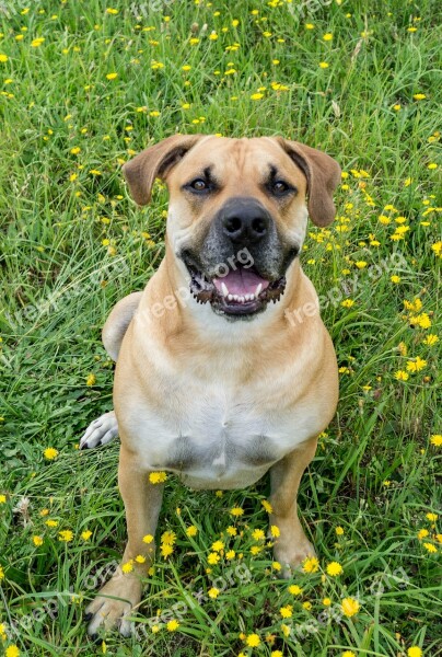 Boerboel Dog African Farmers Dog Free Photos