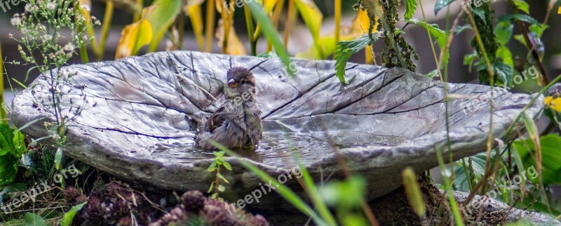 Sparrow Sperling Bird Garden Free Photos