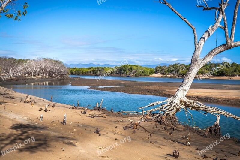 Creek Mouth Tide Out Tree Swing Crock Infested Waters Free Photos