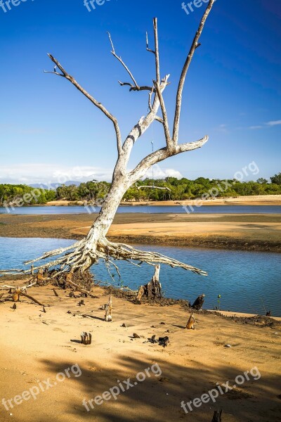 One Tree Mangrove Area Rope Swing Free Photos