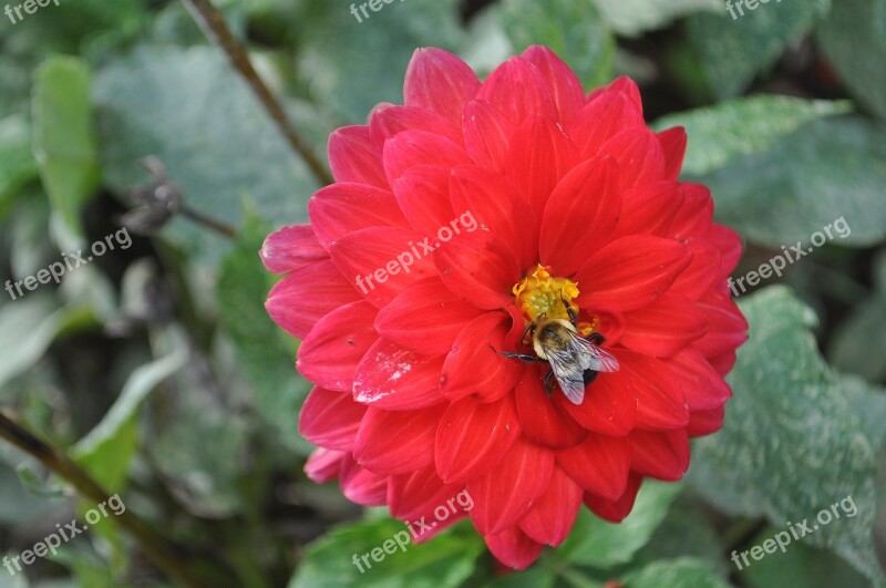 Bee Flower Red Green Nature