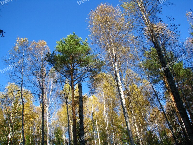 Blue Sky Forest Birch Christmas Tree Pine