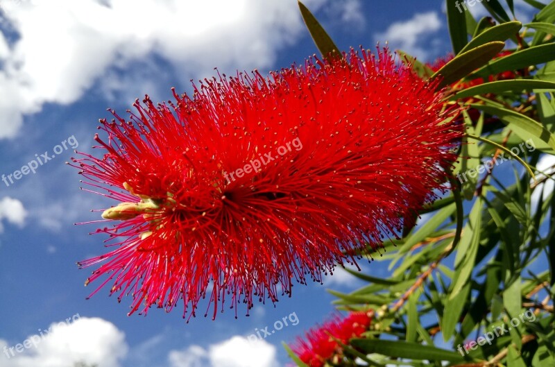 Callistemon Bottlebrush Flower Red Springtime Flora