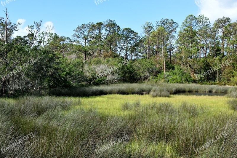 Florida Marshland Swamp Grass Nature Wetland