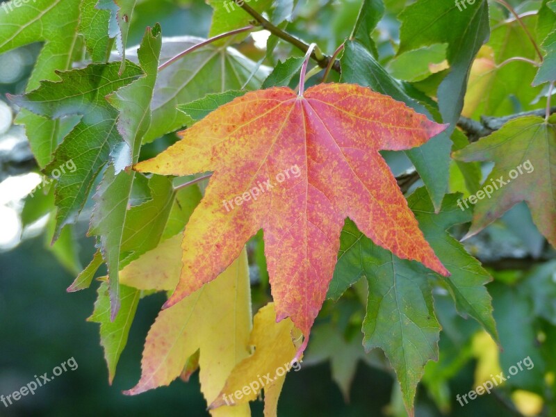 Autumn Color Leaves Golden Autumn Nature