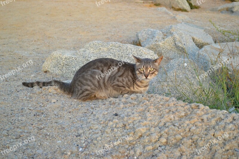 Cat Feral Cat Animal Free Photos