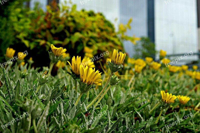 Wild Flowers Roadside Planting Flora Perennial Roadflower