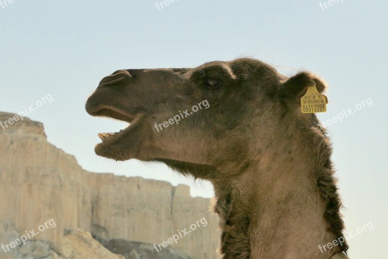 Kazakhstan Camel Desert Free Photos