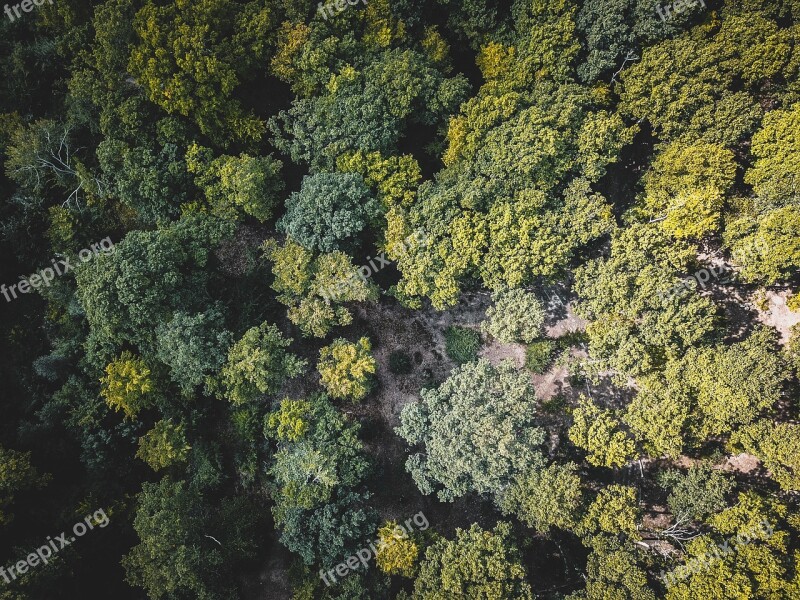 Forest From Above Free Photos