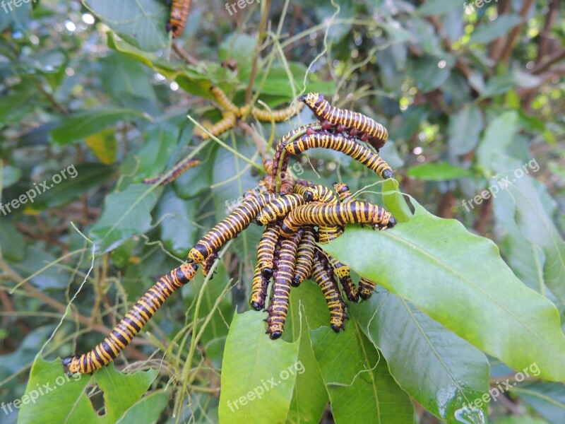 Wrinkle Caterpillar Nature Free Photos