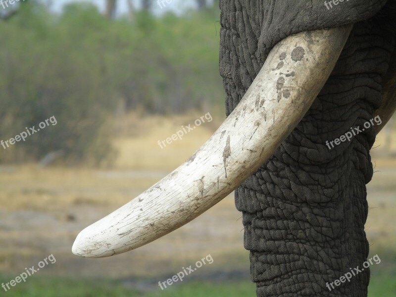 Elephant Tusk Ivory Africa African