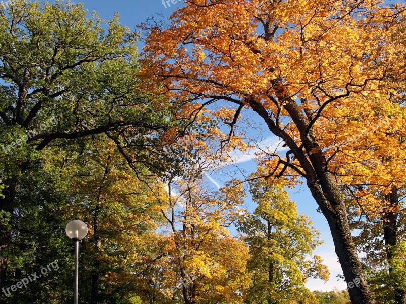 Autumn Leaves Tree Yellow Leaves Autumn Blue Sky