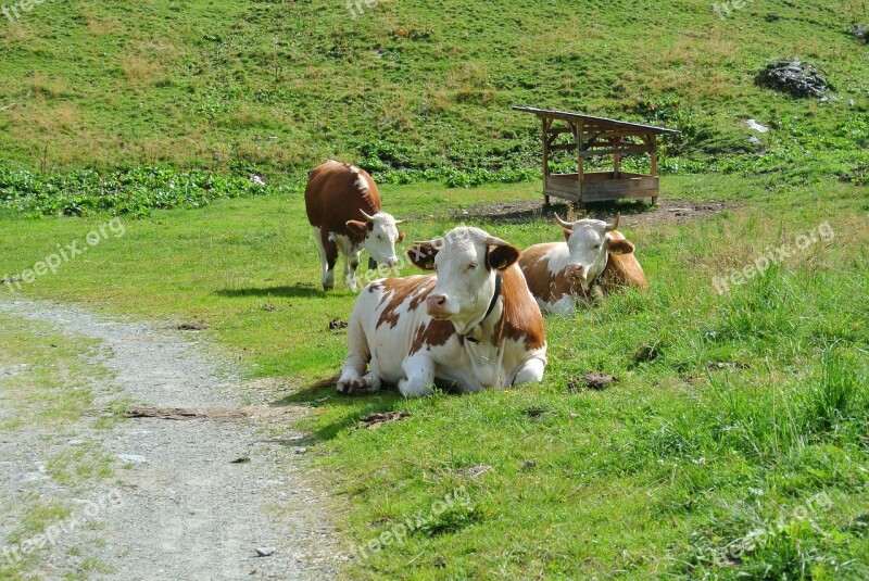 Cows Prato Trentino Holiday Mountain