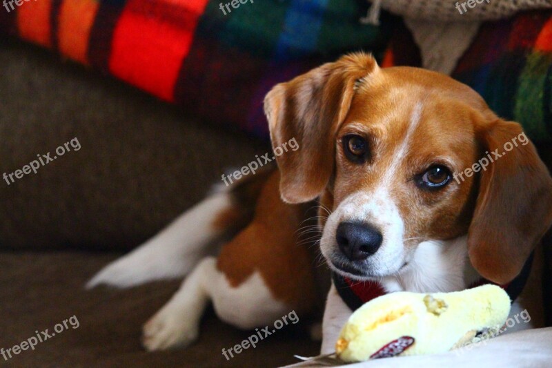 Beagle Chew Toy Toy Laying Playing