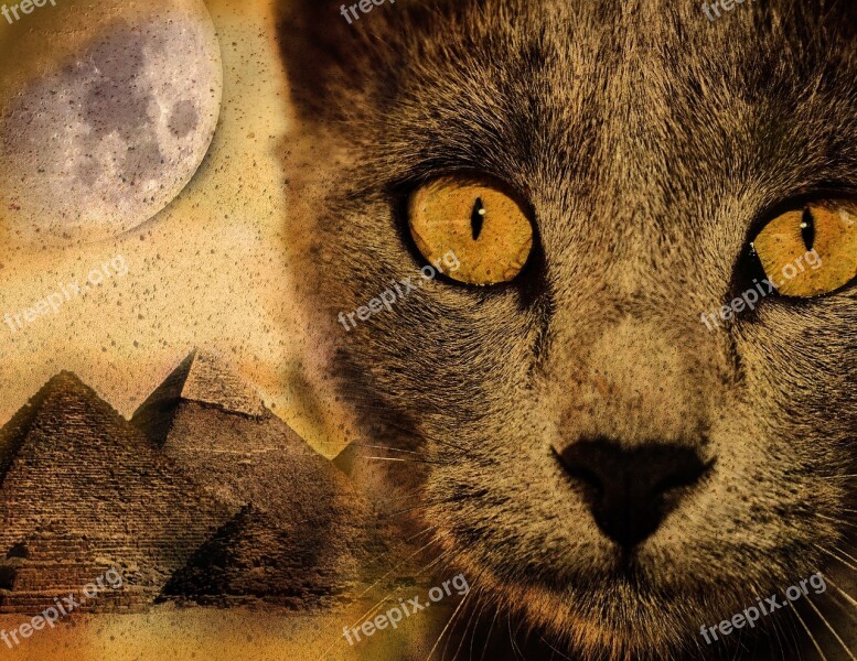 Cat Pyramid Moon Desert Sand