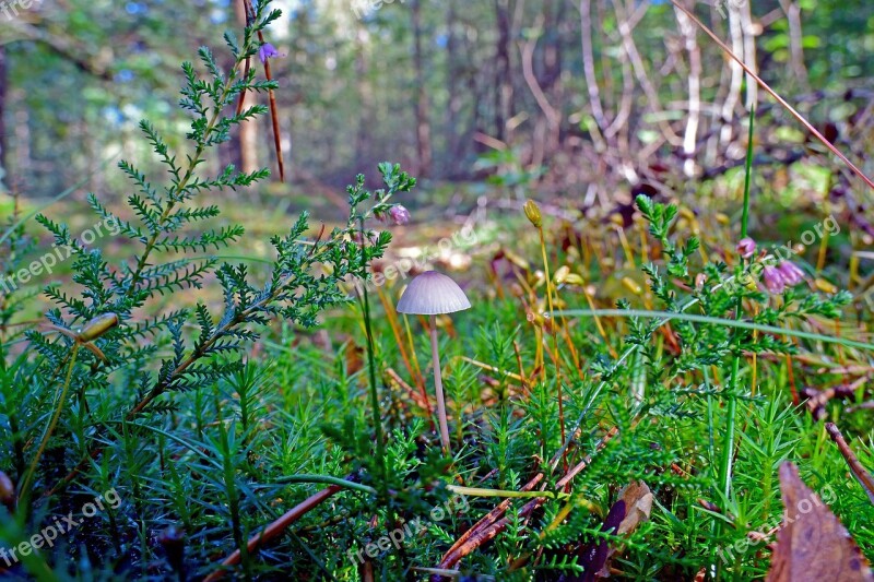 Mushroom Hamid Fungal Species Autumn Mushroom Forest Floor