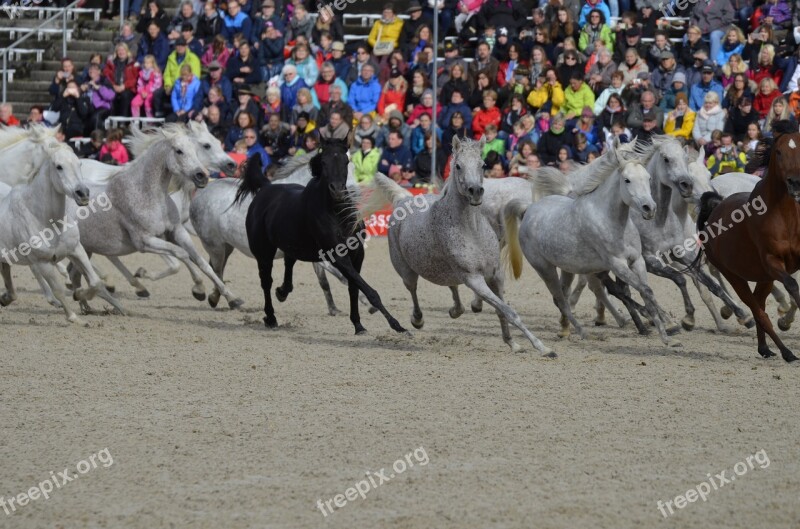 Main And State Stud Marbach Stallion Parade In 2017 Silver Herd Stallion Mold