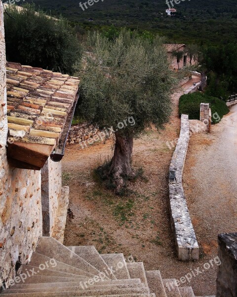 Greece Wine Olives Olive Tree Late Summer