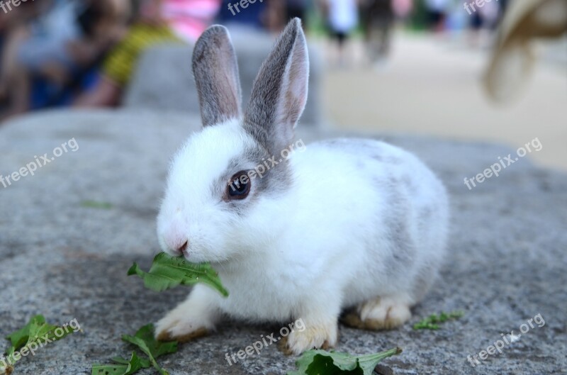 Rabbit Pool Grass Wild Biology