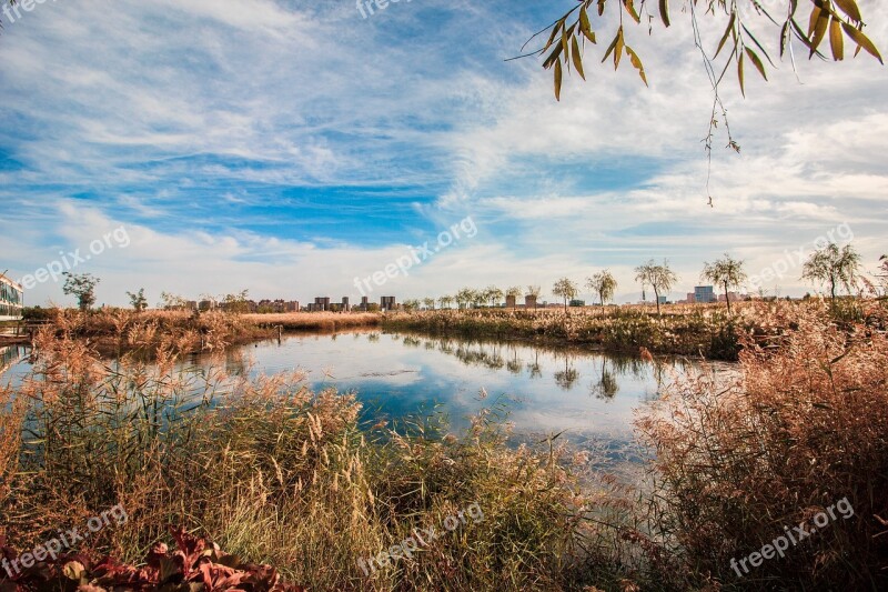 Sky The Water Blue Sky Aquatic Plants Free Photos