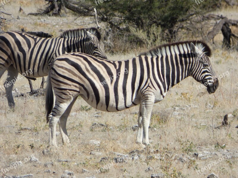 Wildlife Zebras Namibia Free Photos