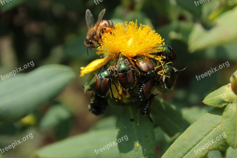 Plant Yellow Yellow Flower Flower Bee