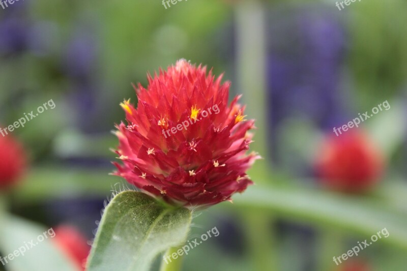 Red Red Flower Flower Botanical Gardens Denver