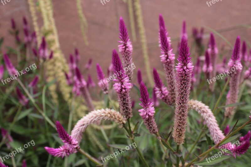 Pink Pink Flowers Flowers Botanical Gardens Denver