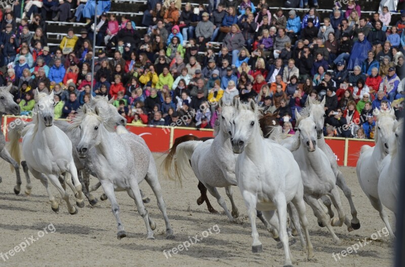 Main And State Stud Marbach Stallion Parade In 2017 Silver Herd Stallion Mold