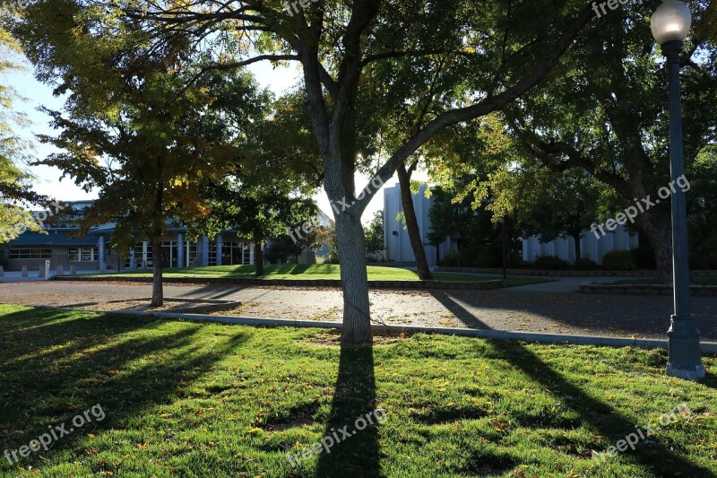 Trees Shadows Nature Light Landscape