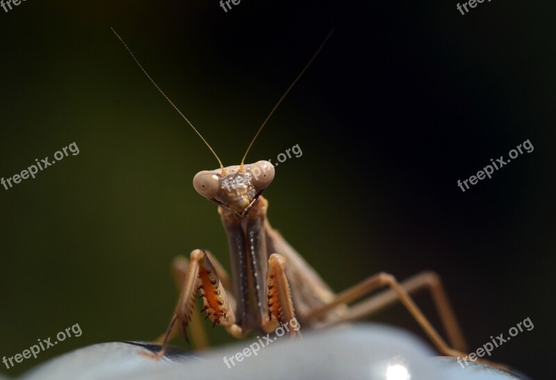 Praying Mantis Insect Nature Macro Close Up