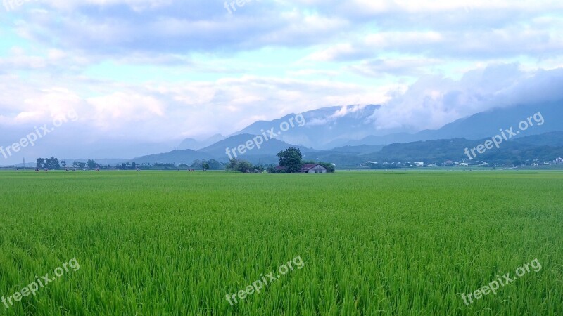 Brown Avenue Taitung Taiwan In Wheat Field Free Photos