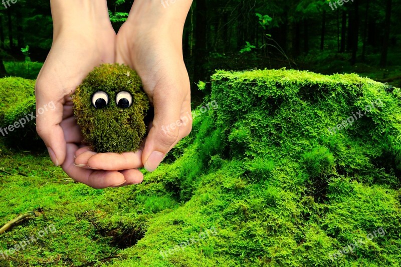 Moss Ecology Environment Protection Live