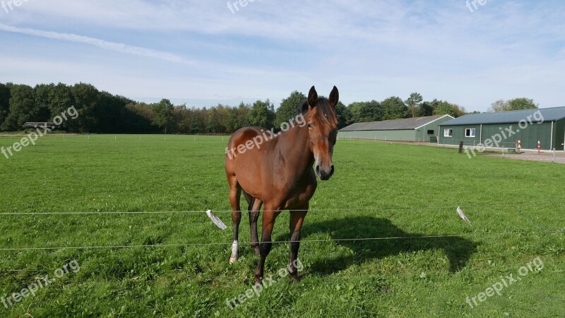 Horse Nationwide Elim Drenthe Landscape