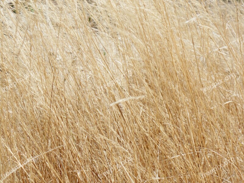 Grass Yellow Dry Desert Nature