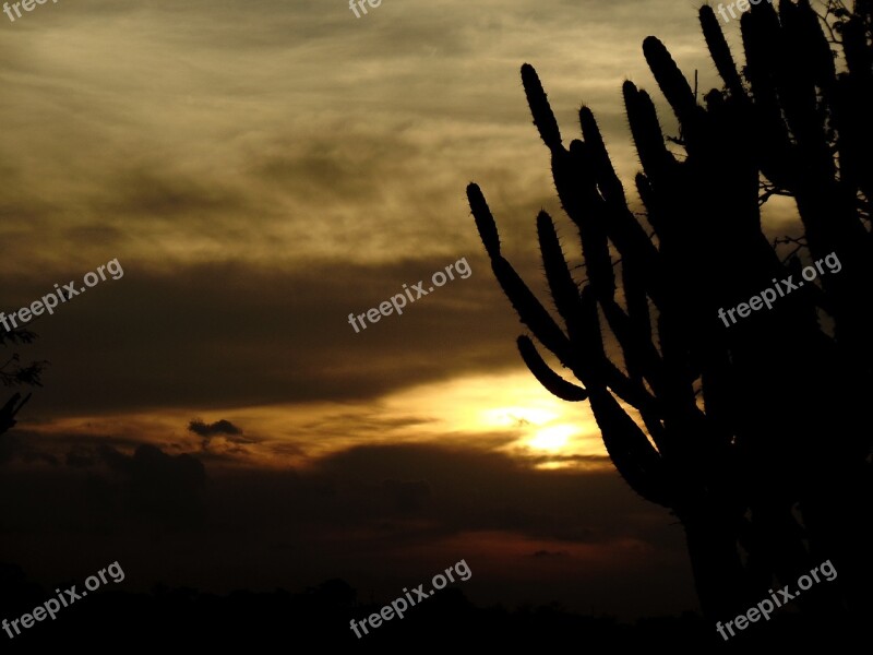 Cacti Thorns Sol Afternoon Horizon