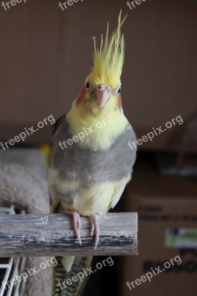 Cockatiel Perch Bird Portrait Free Photos