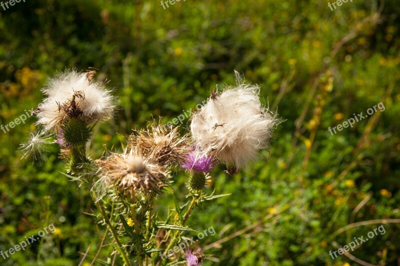 Thistle Plant Thistle Flower Flower Wild Flower